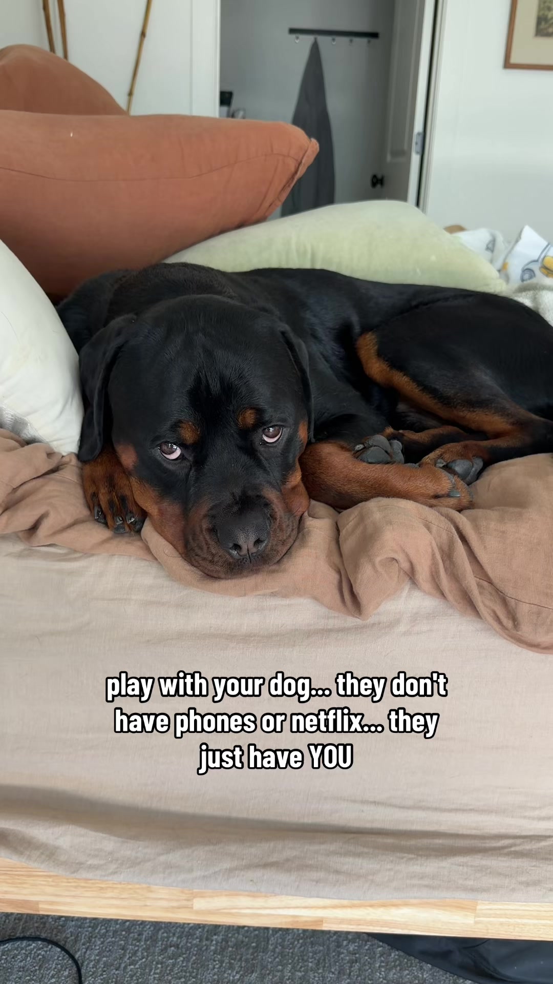 @Rex the Rottweiler