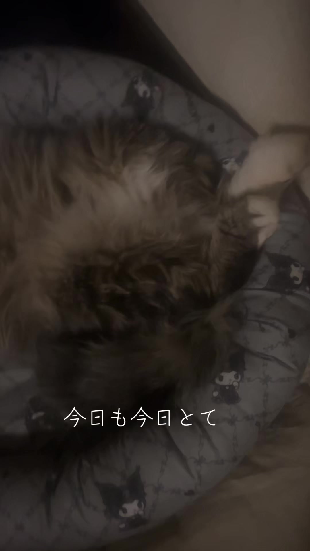 @麒麟🖤