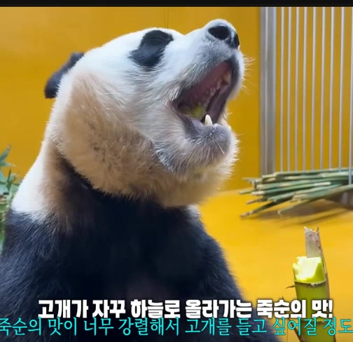 @K-PANDA kim