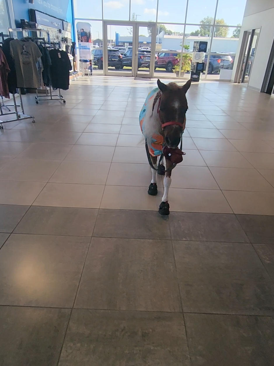@minihorsemomandtrainer🐴🐴🐴🐴