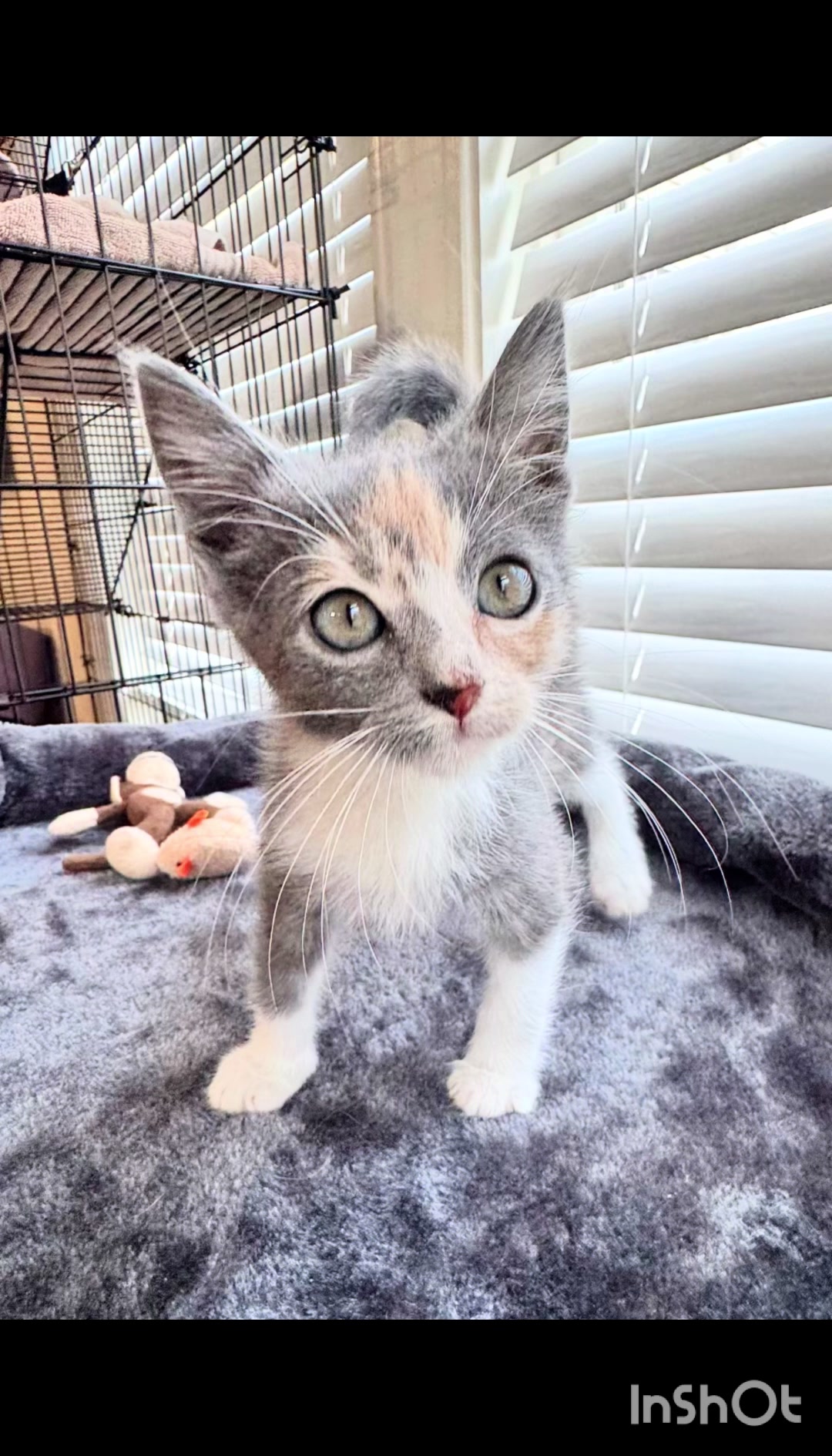 @Paws Deep Animal Rescue