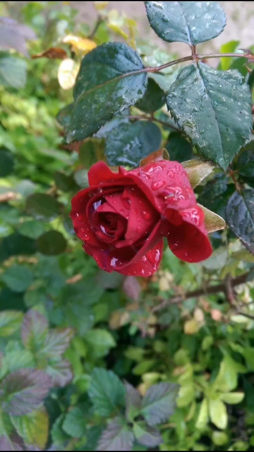 @Kırgın💔Yürek❤️🩹CanoM🌹