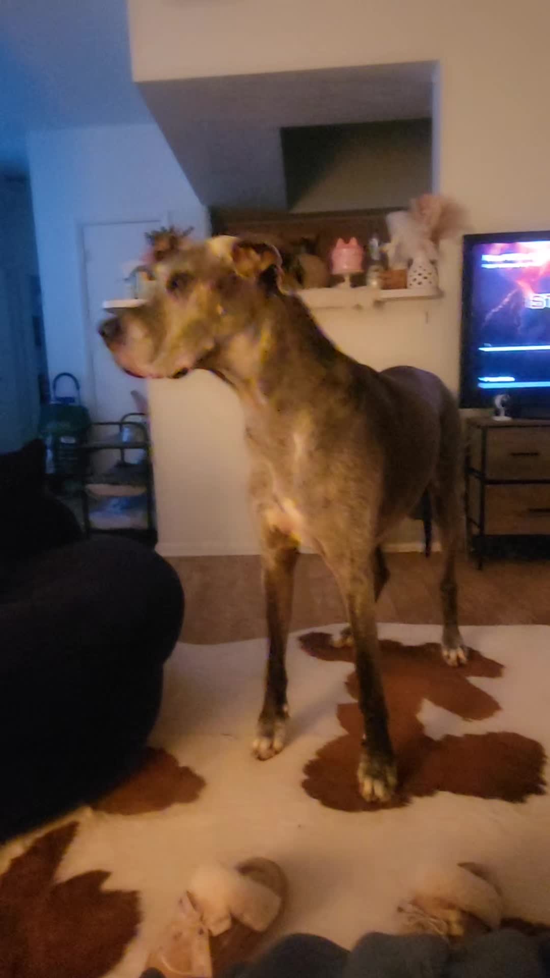 @Dane Mom Life | Big Funny Dog