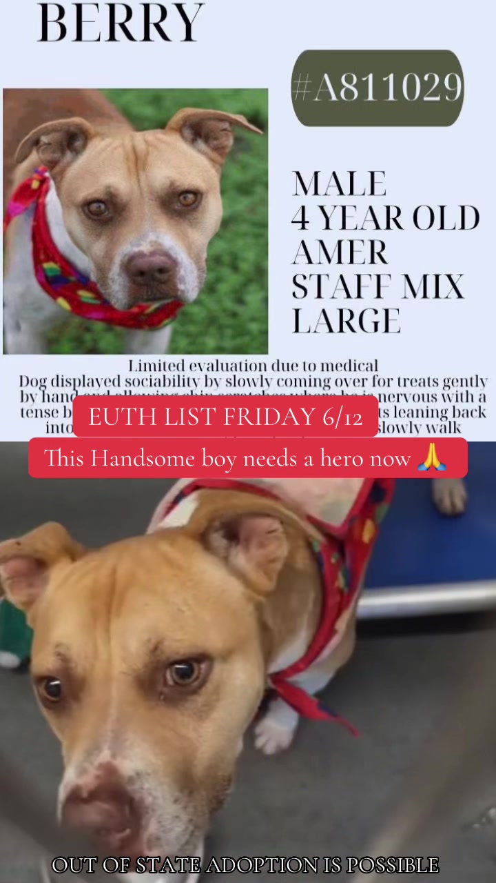 @@rescuedogs911