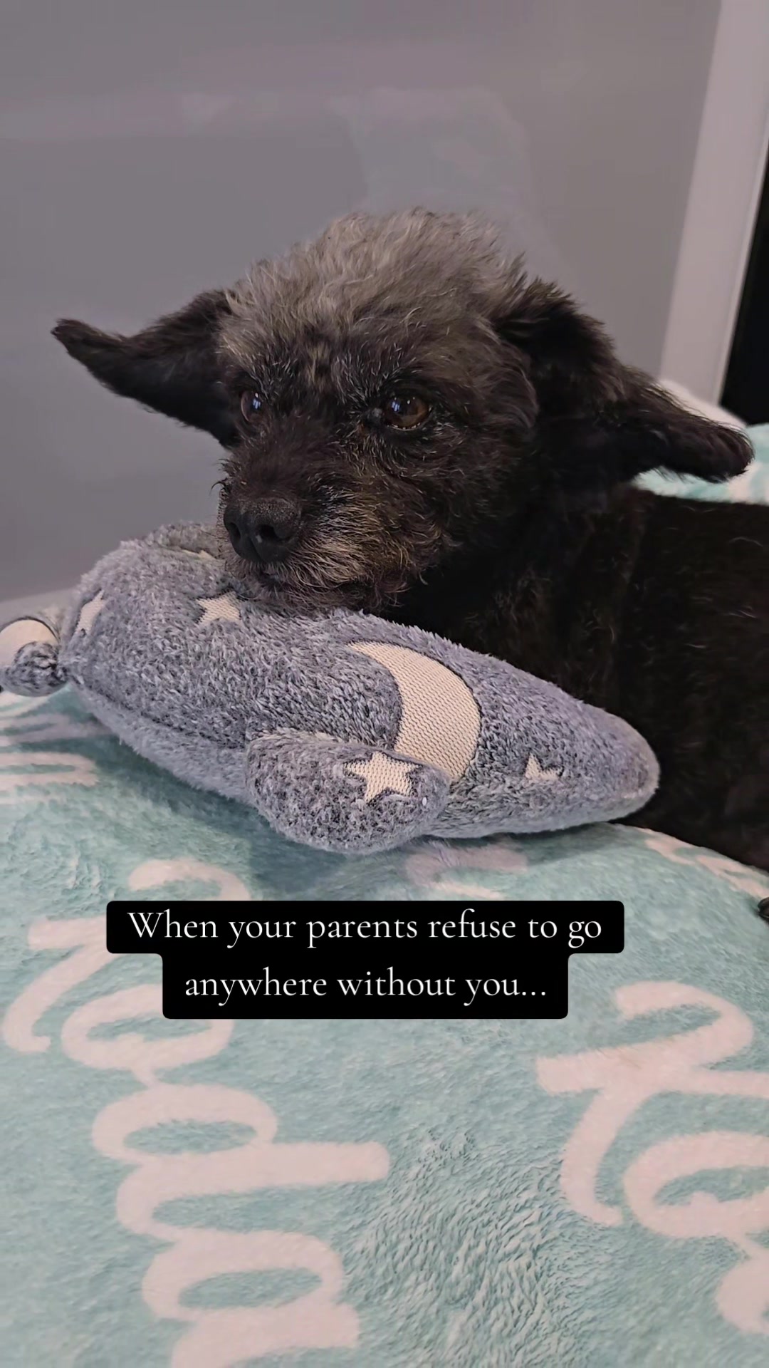 @Koda the Canine Yoda