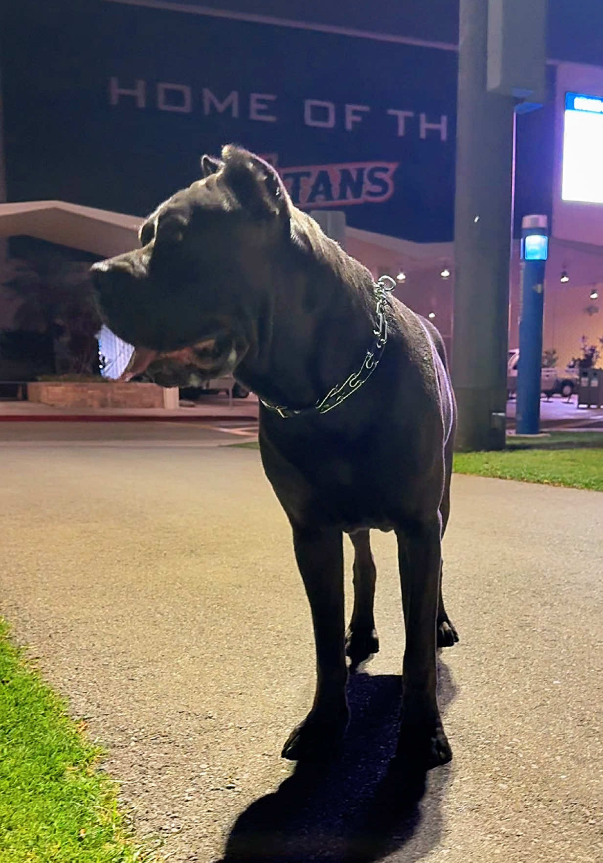 @noblepridecanecorso