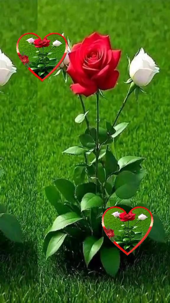 @yaprak d&ouml;k&uuml;m&uuml;
