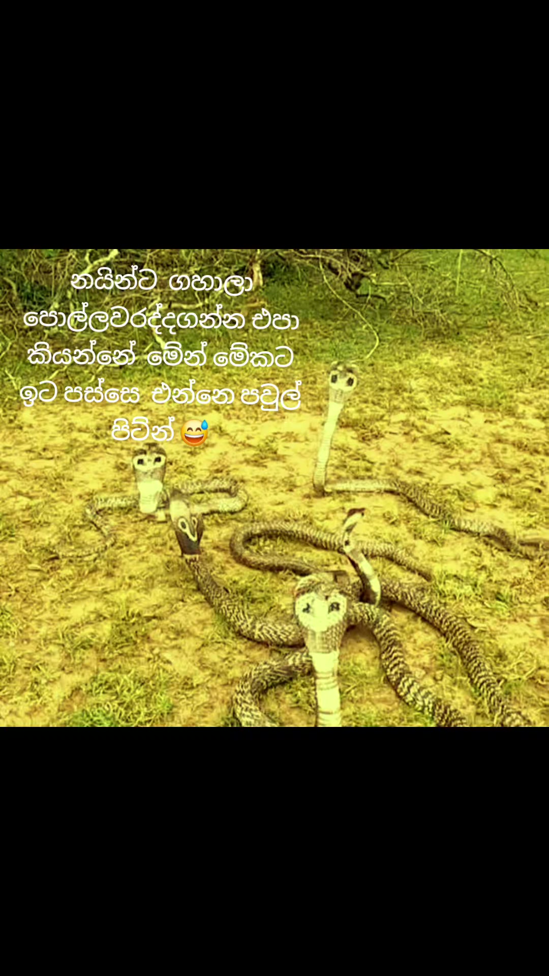 @🇱🇰꧁꧂මාලිඇතුගල්පුර🙏᭄𝄡ᬊᬁ🇴🇲