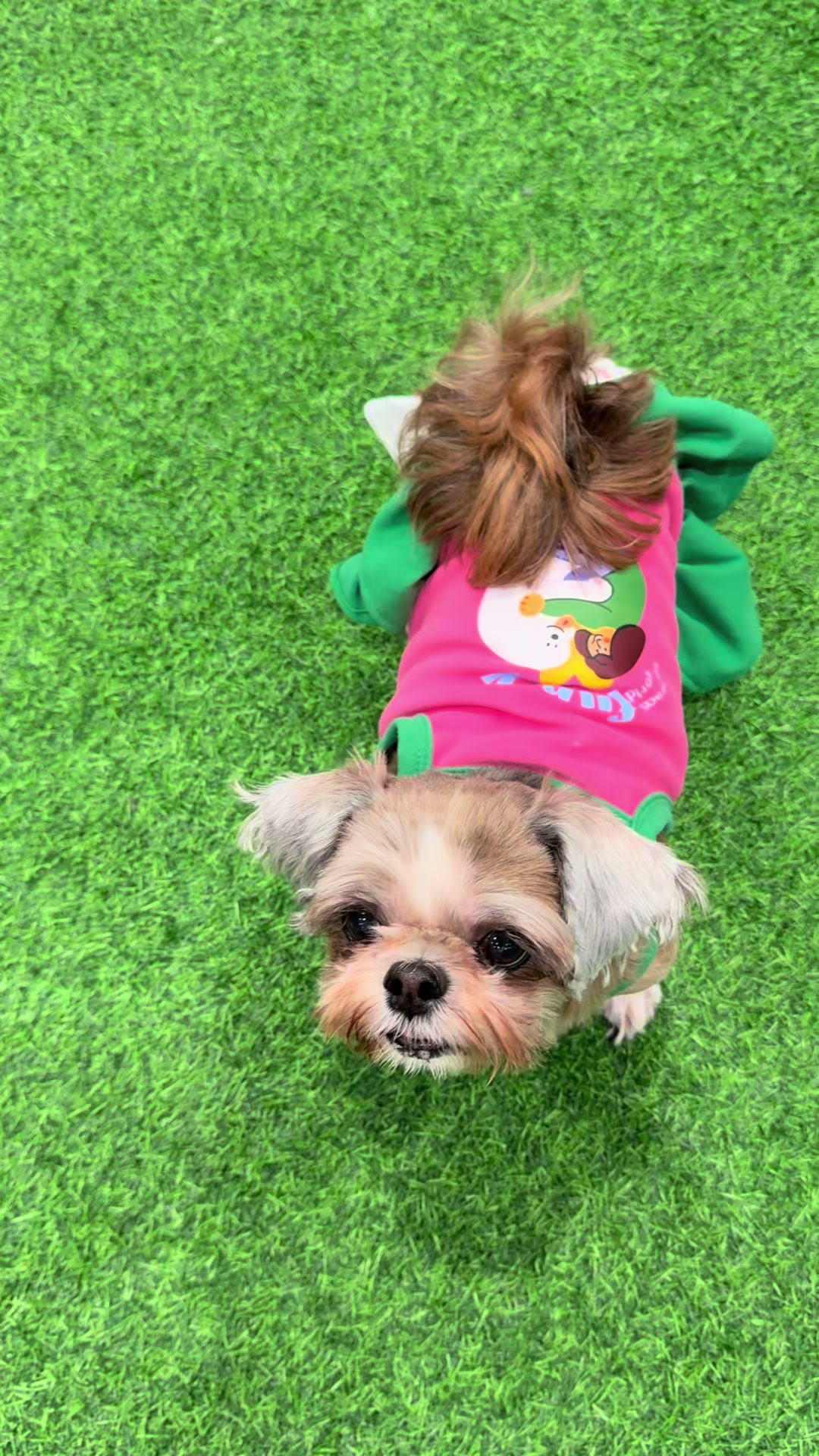 @Nella and Lucky the Shih🐶