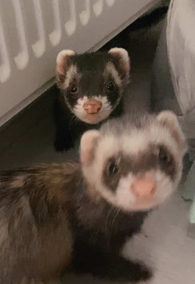 @FerretFiesta