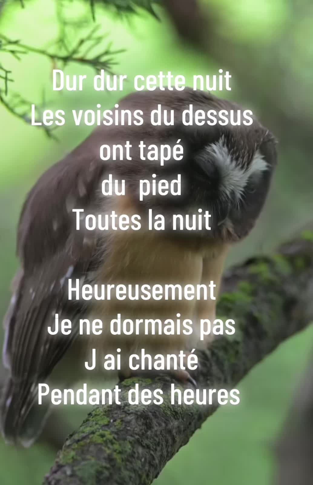 @hibou débrouillard