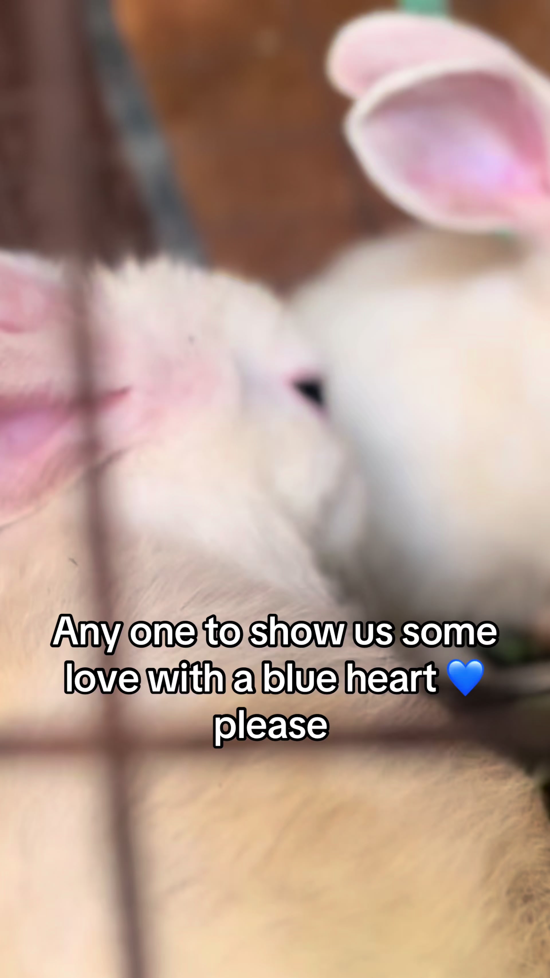 @florianpets