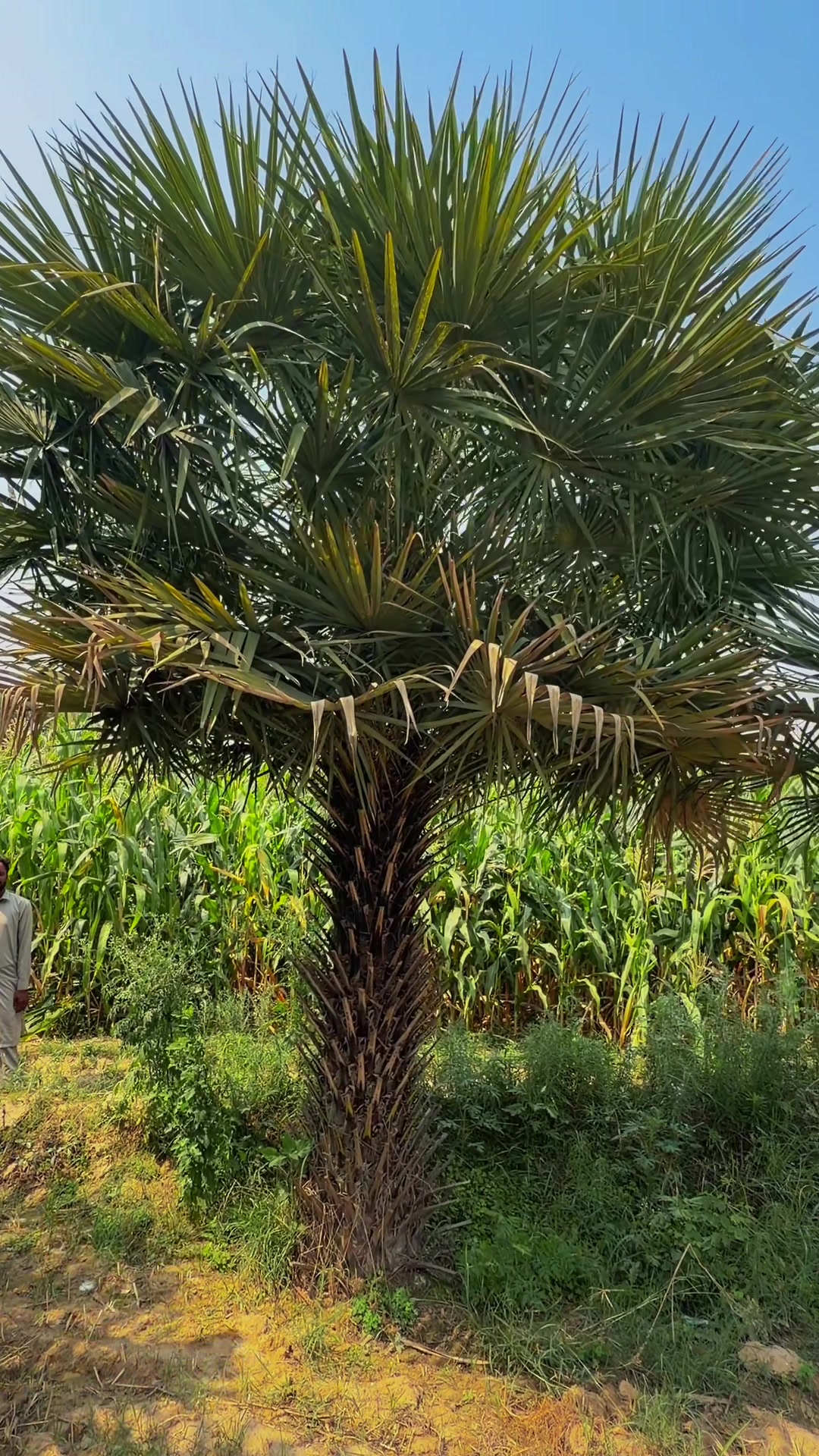 @AGP nursery farm pattoki