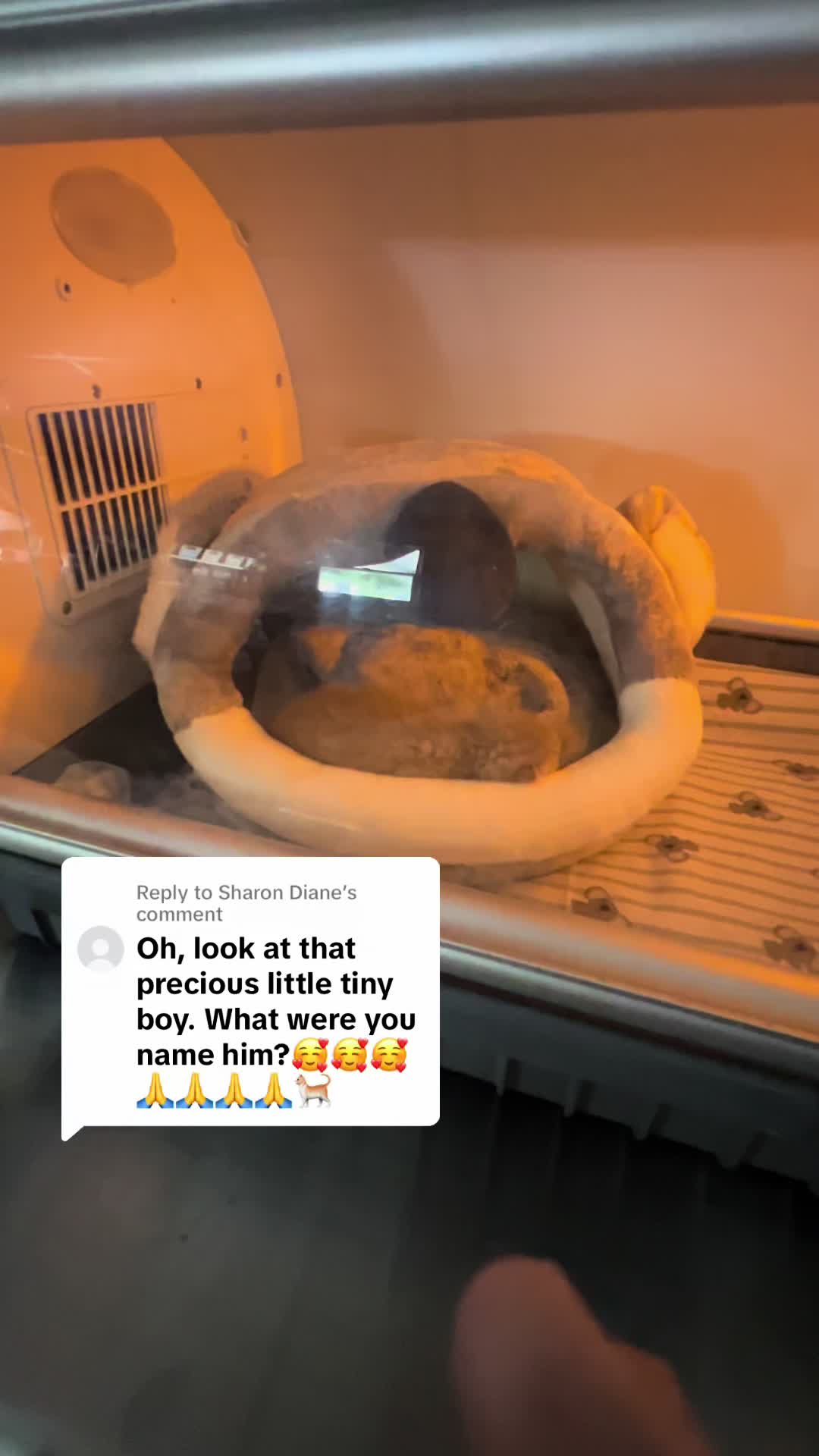 @Kitten.mama