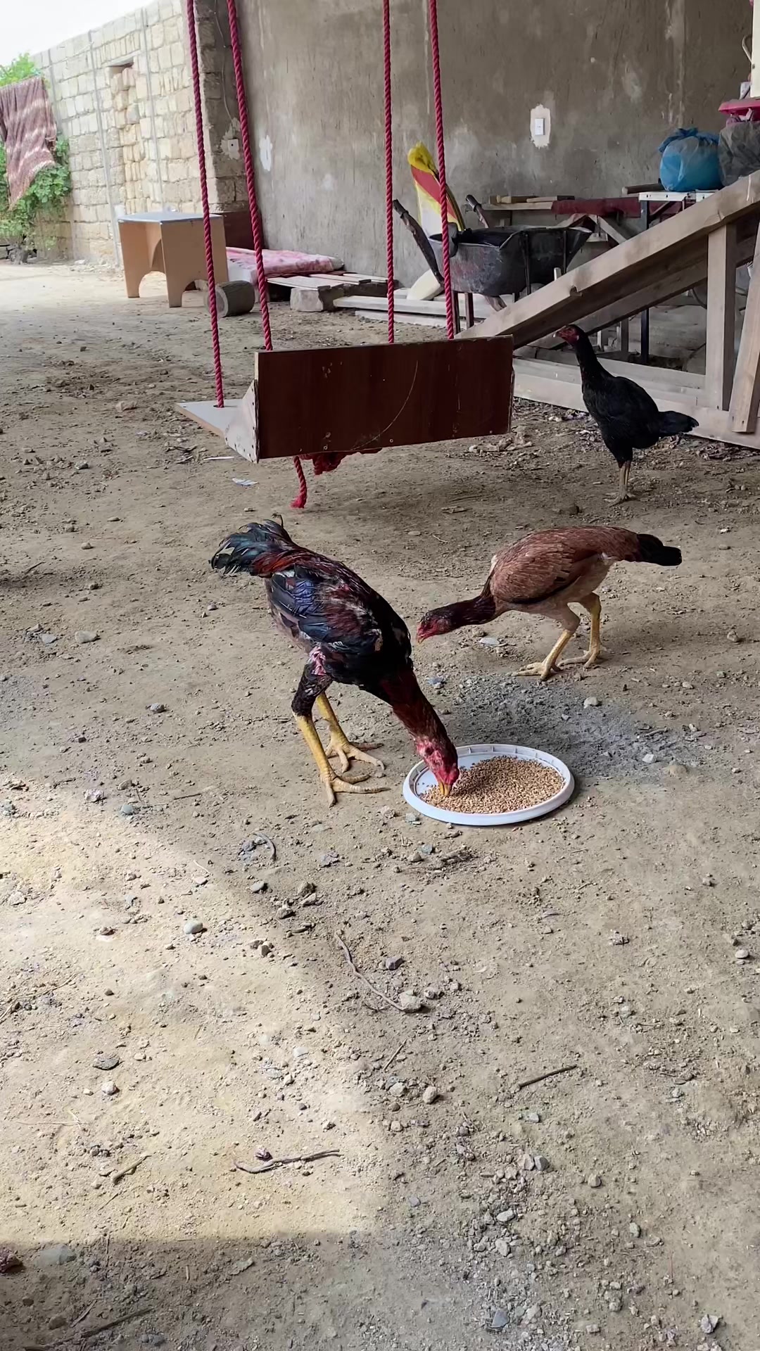 @pirsağı