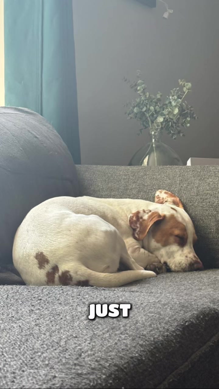 @Sproutie 🐶