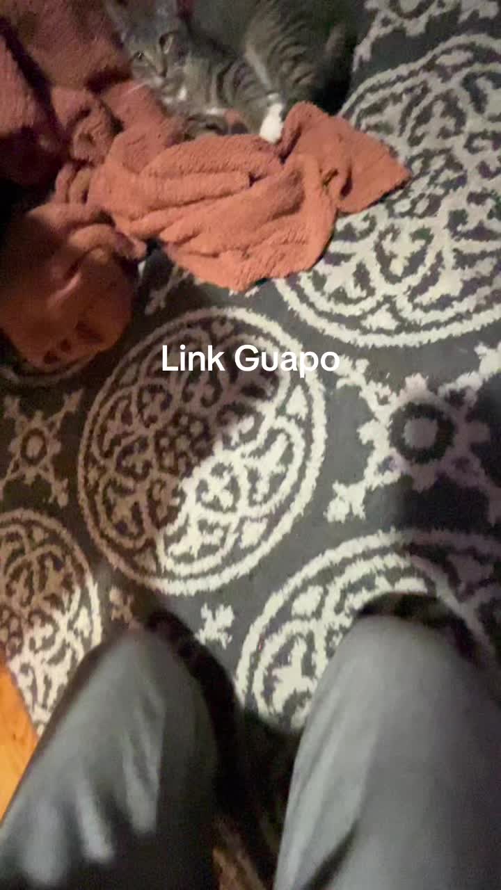 @Link the Cat