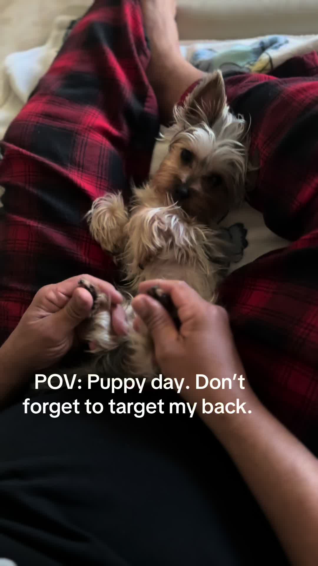 @Penny the Yorkie