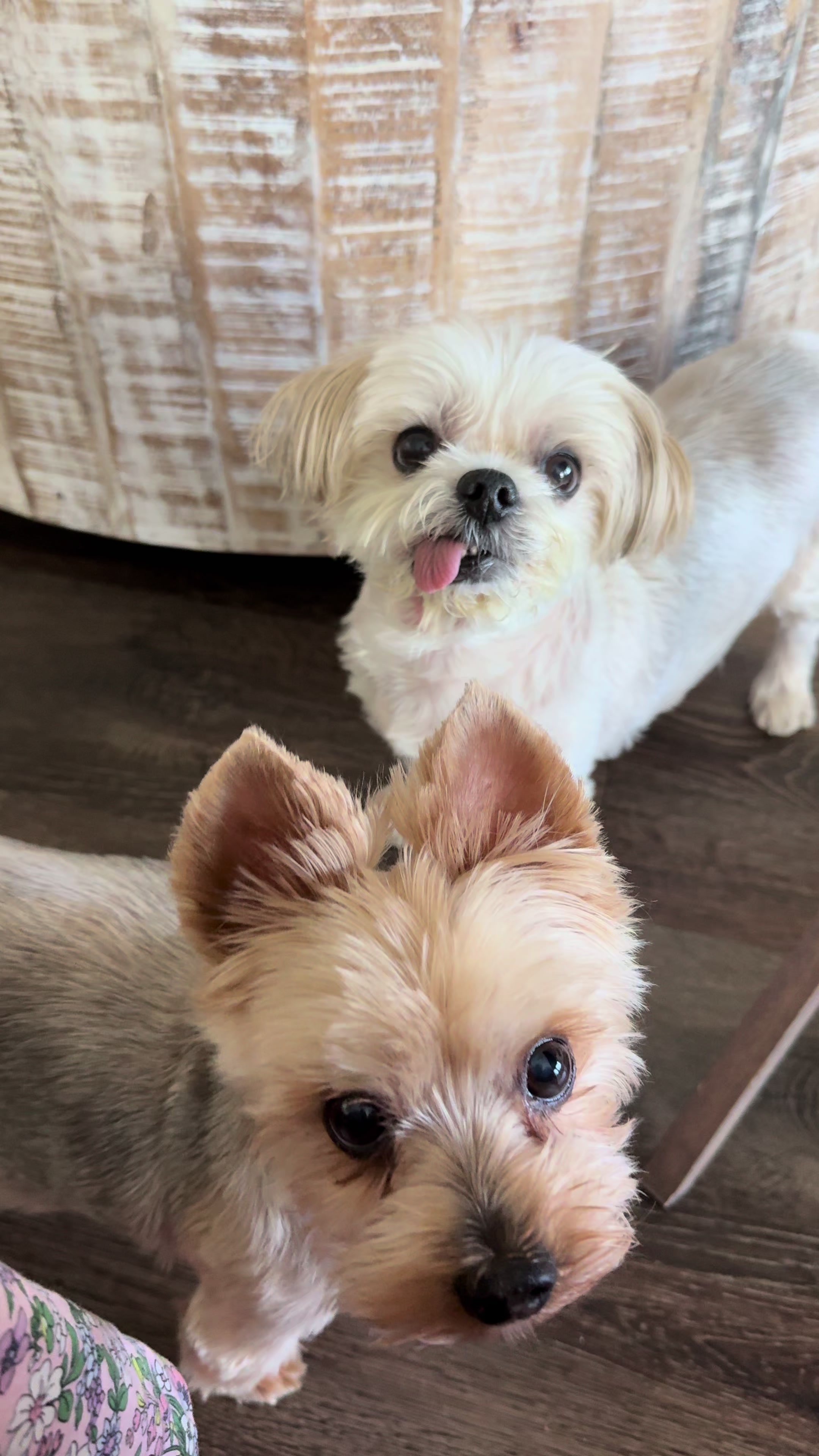 @My_4_Yorkies