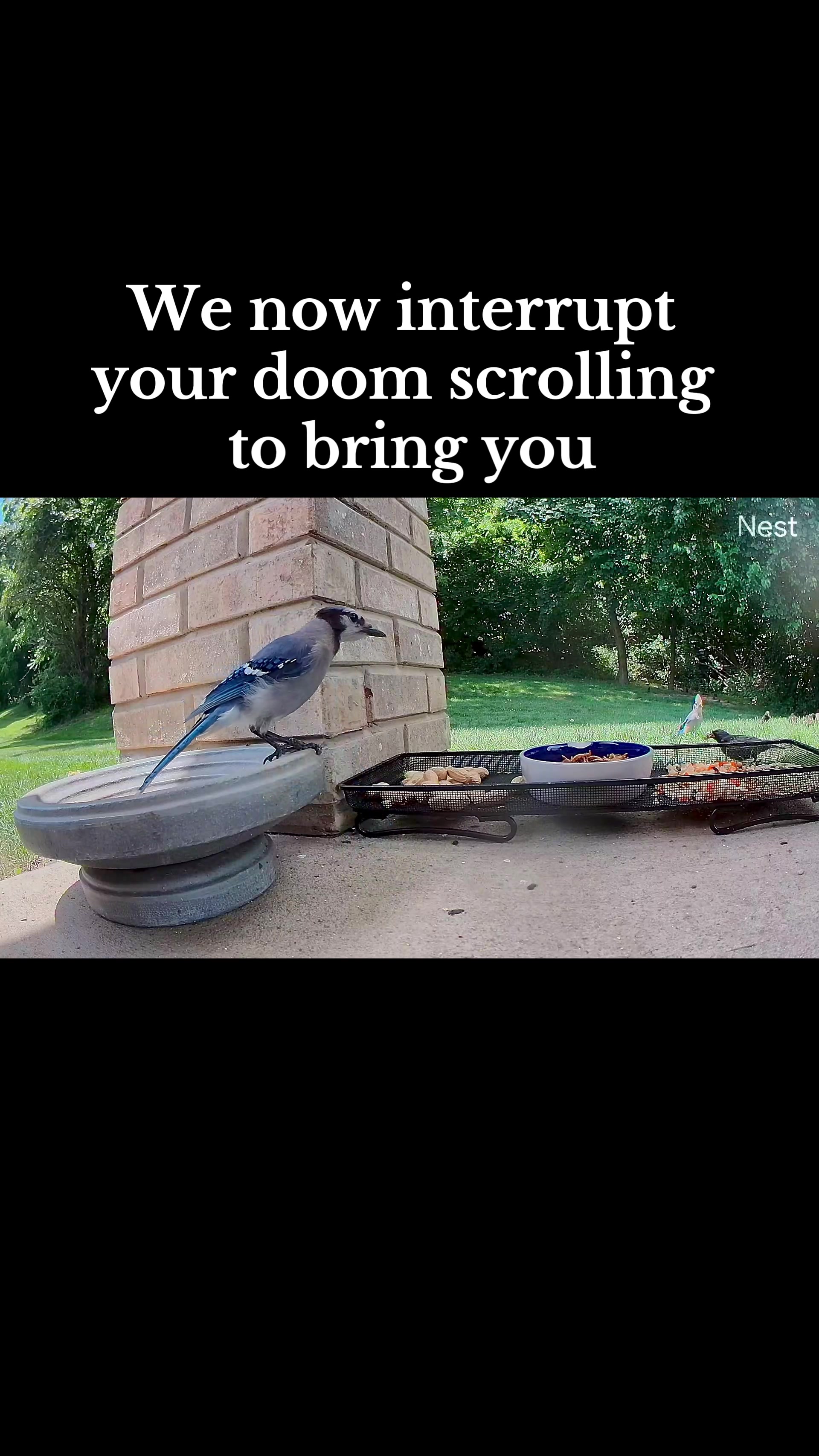 @Lindsay ⬅️ MO Pigeon Mama 🐦🔵