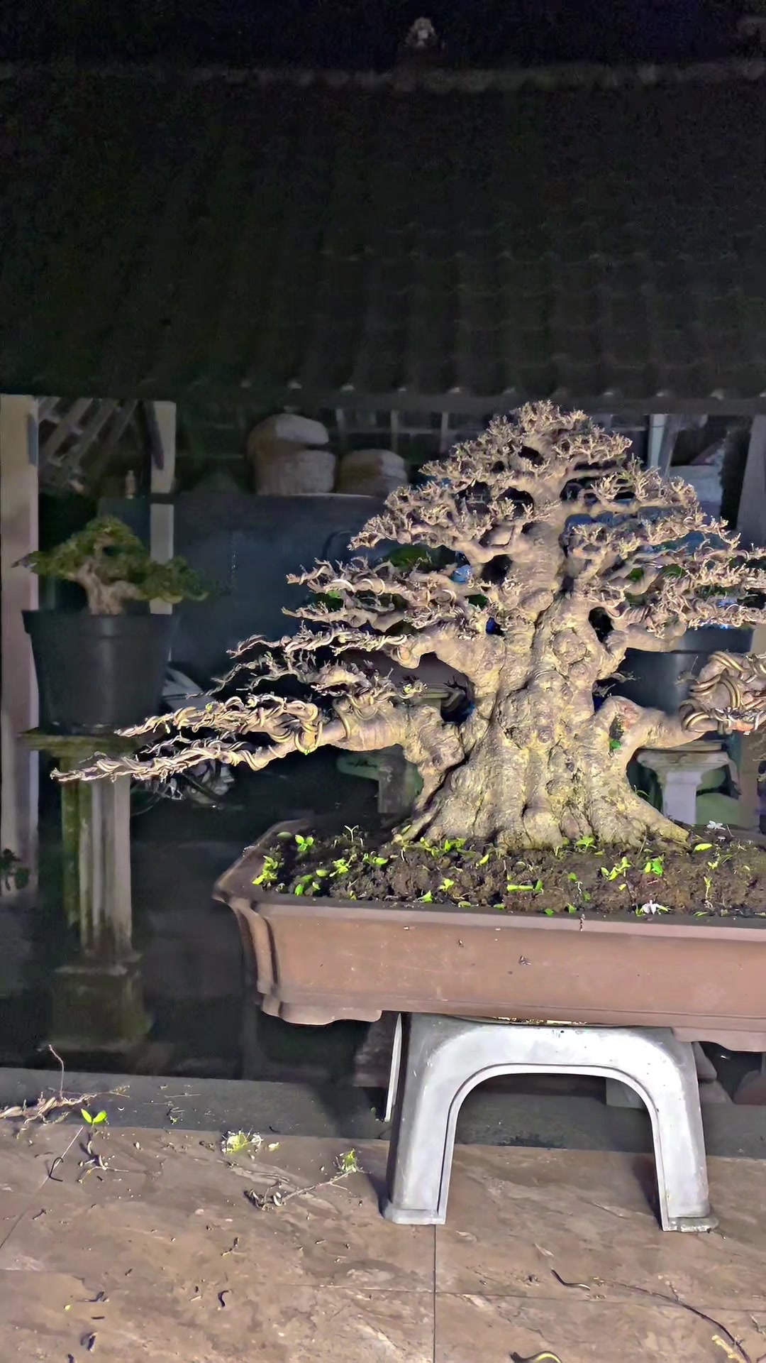 @“Cris Art Bonsai”