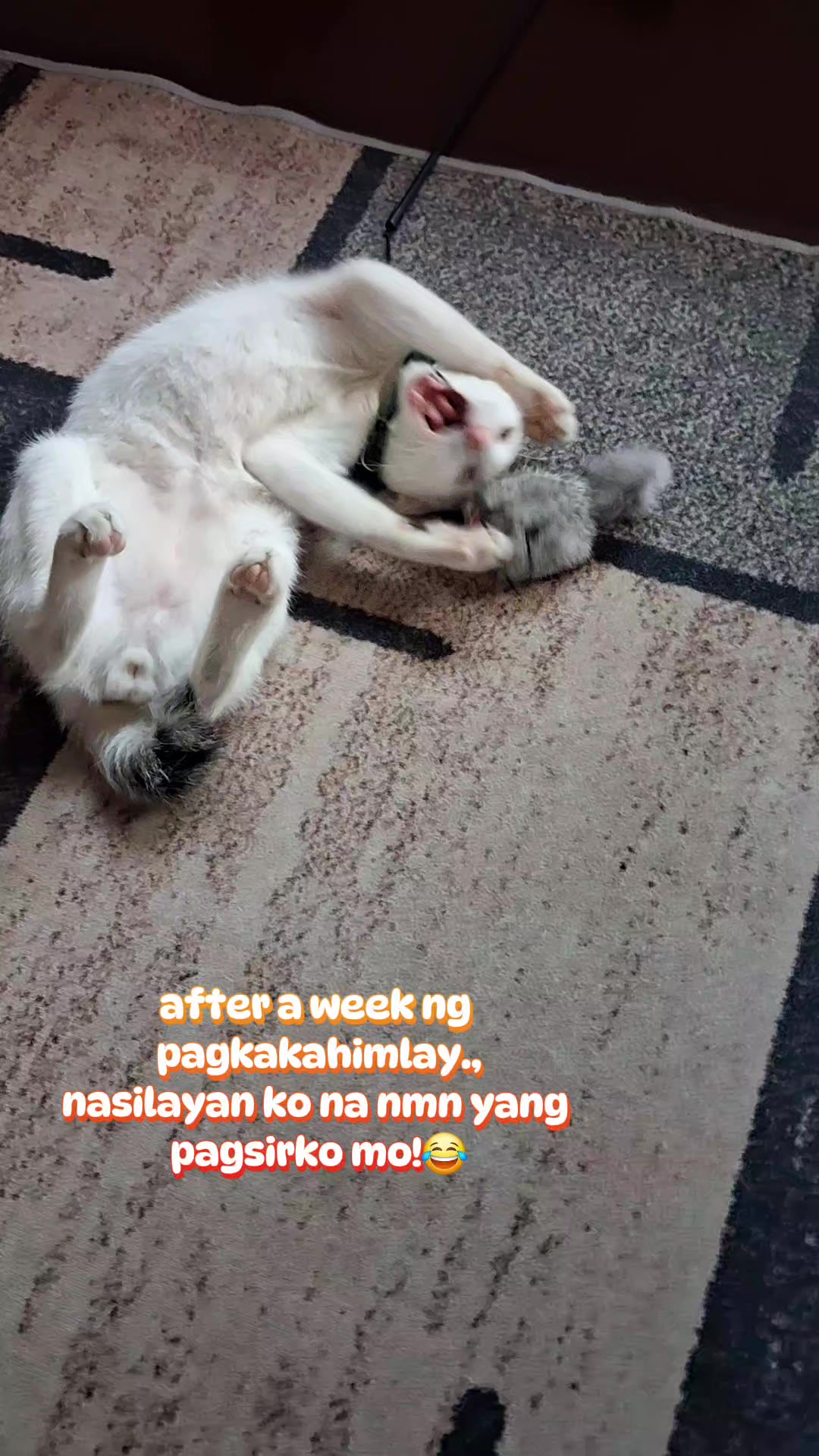 @cathl33n🤘