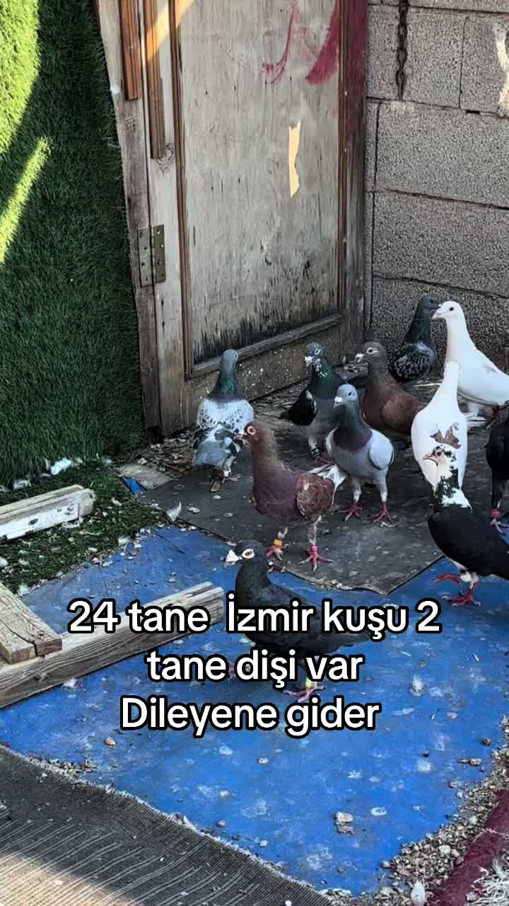 @ANTEPLİ HALİL