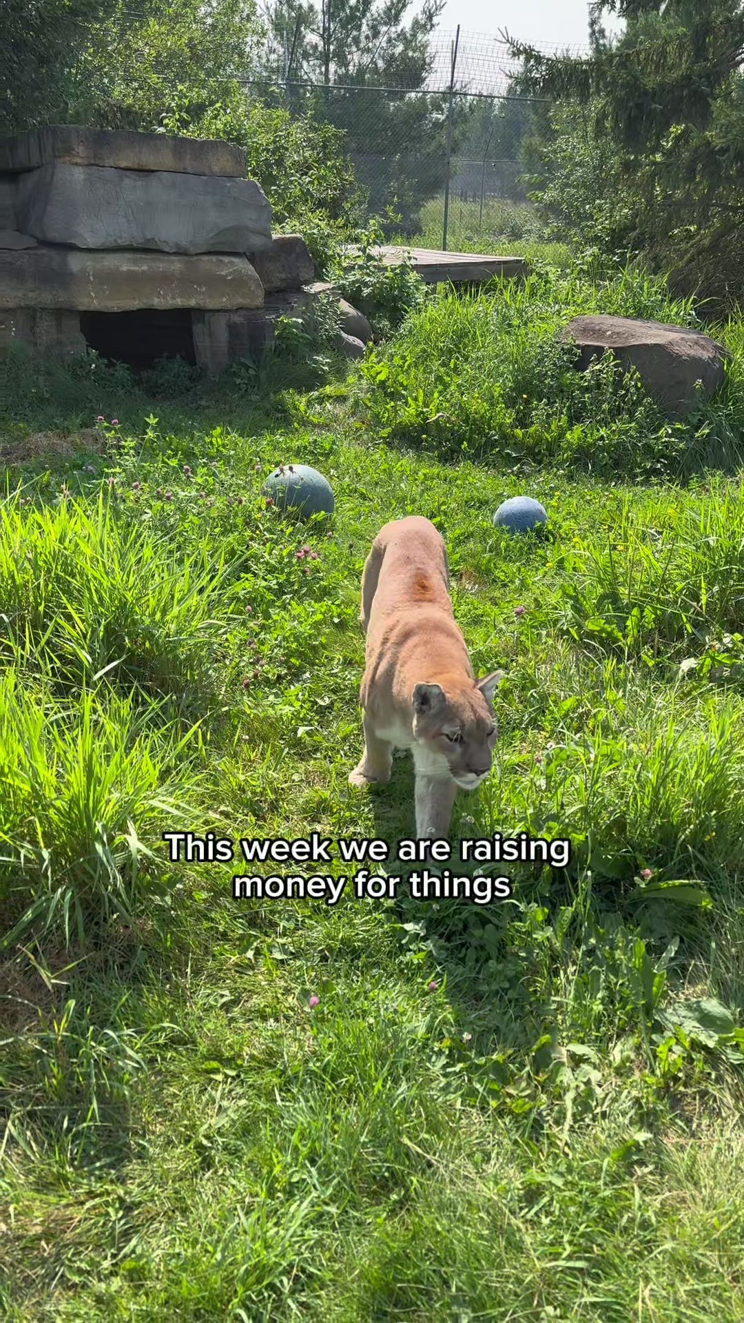 @The Wildcat Sanctuary