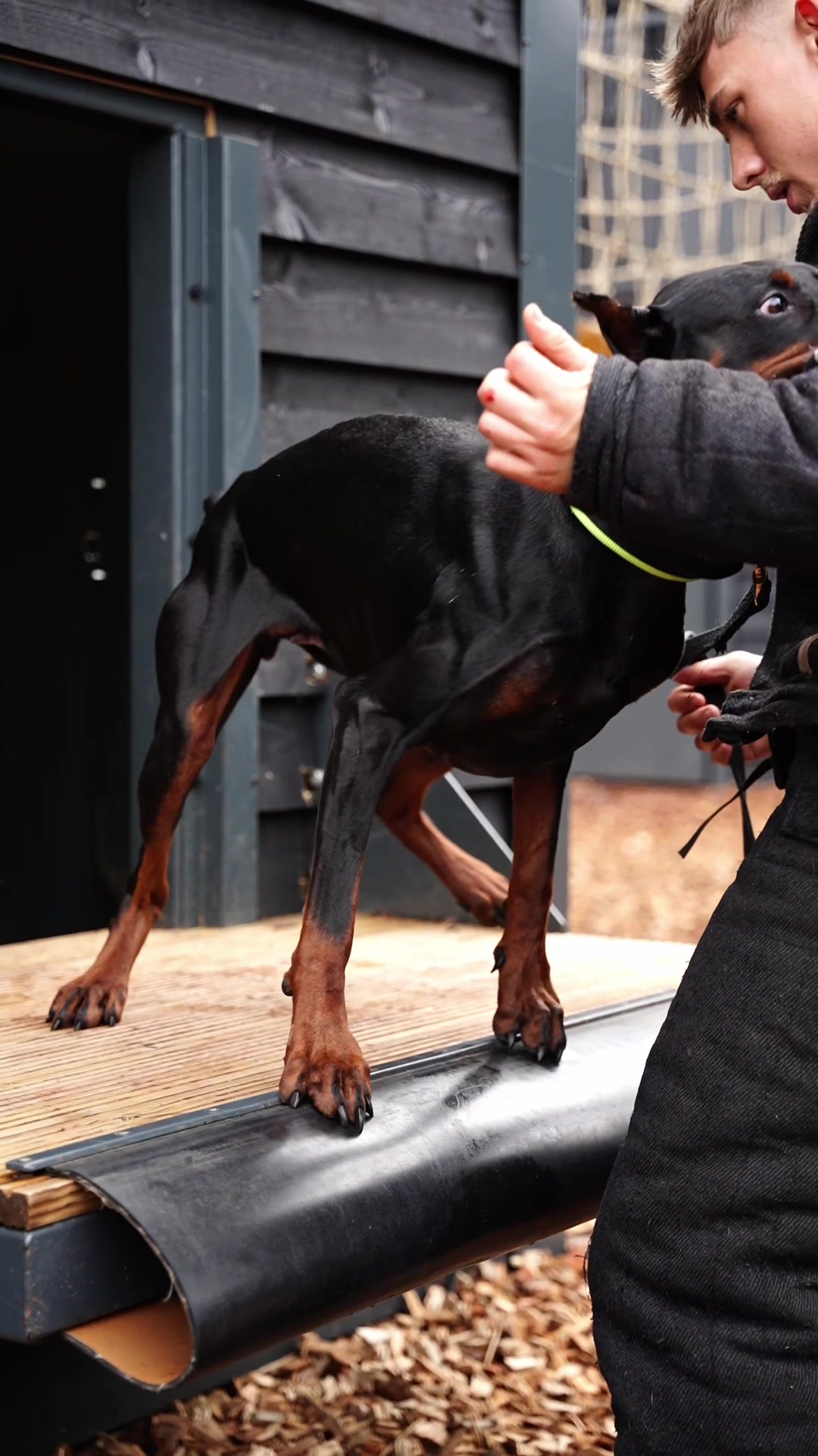 @protectiondobermanns