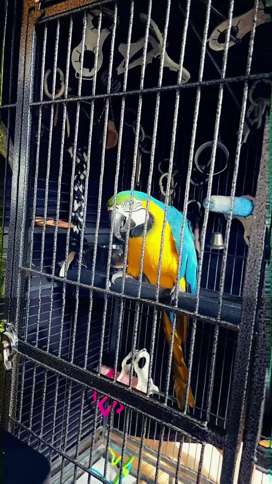 @🕴🏻Heisenbird🐦