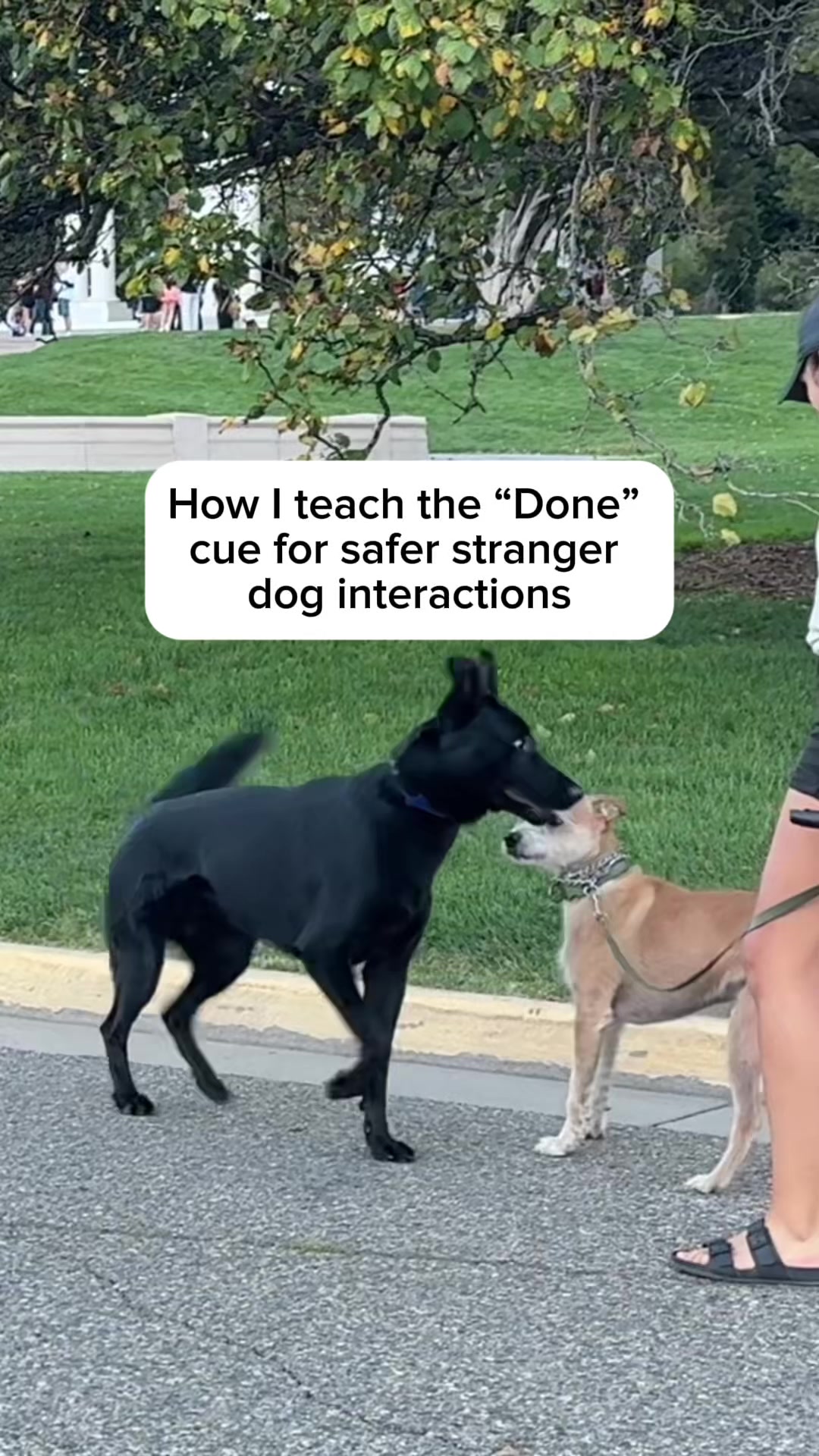 @forthedogs