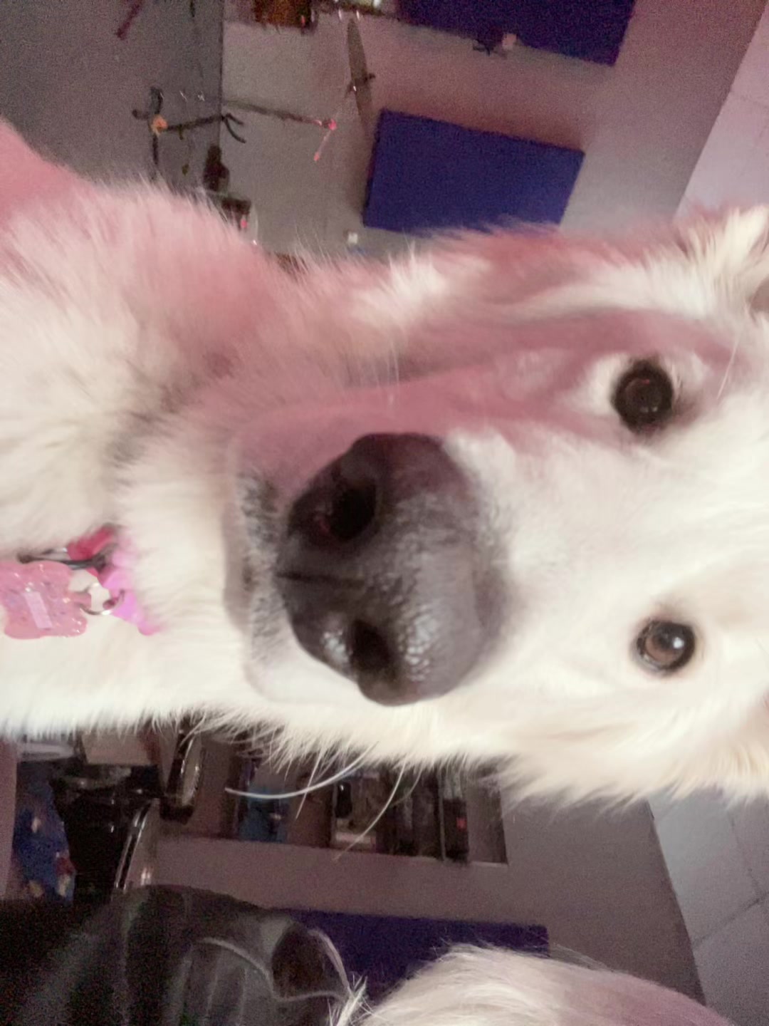 @🎀ASYA🎀 &🐶KADZU🐶