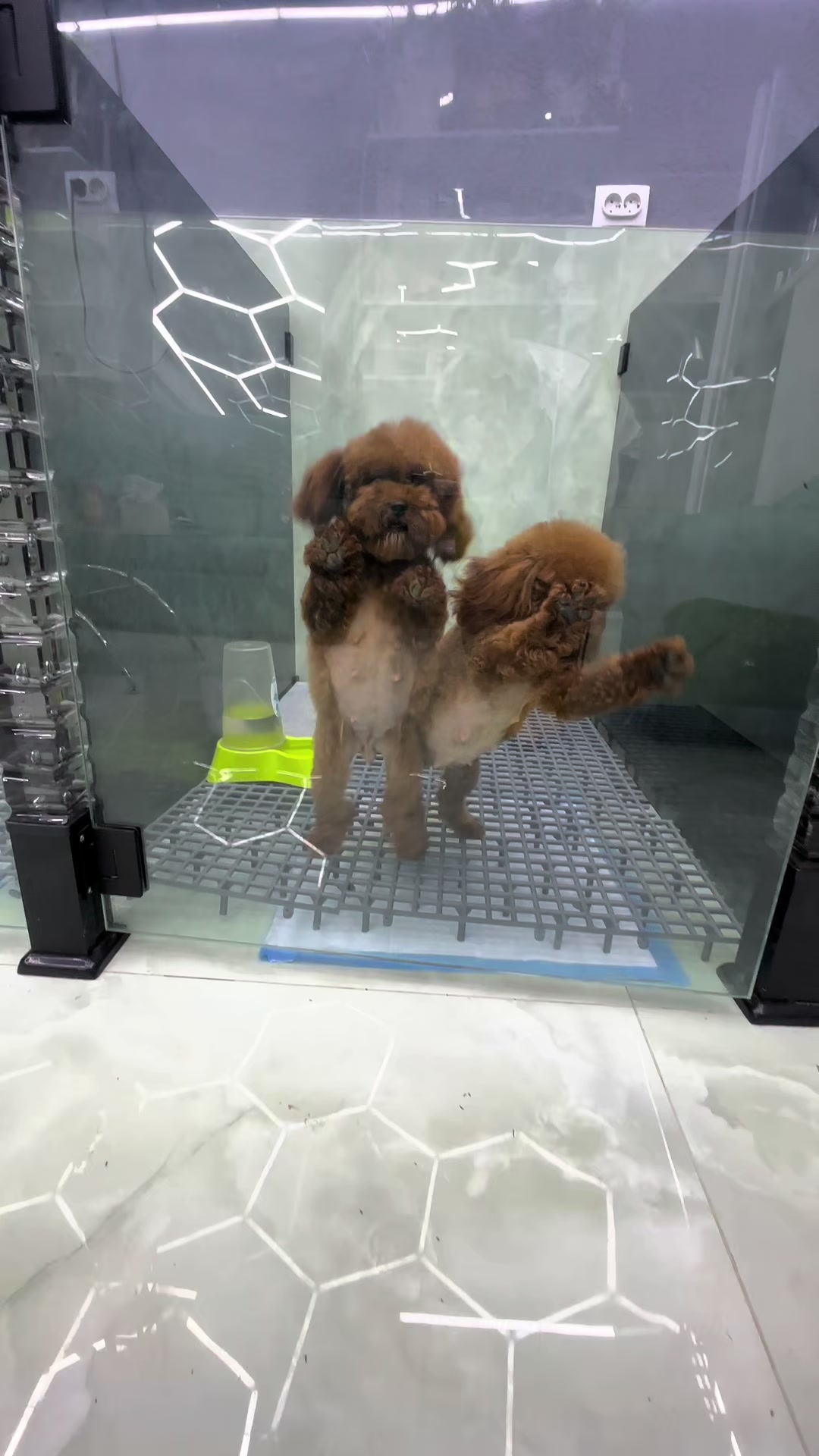 @RED_POODLE_KING
