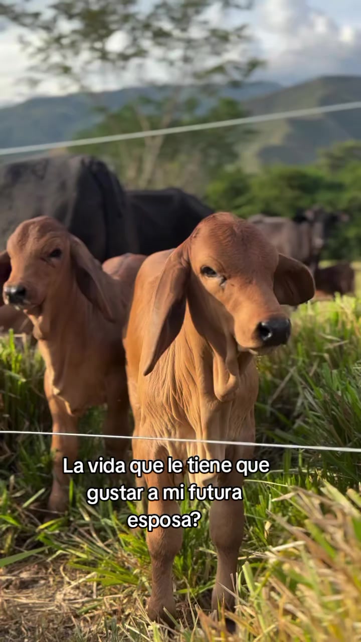 @Robin🐄🐄🤠🤠🐎🐎🇬🇹🇬🇹
