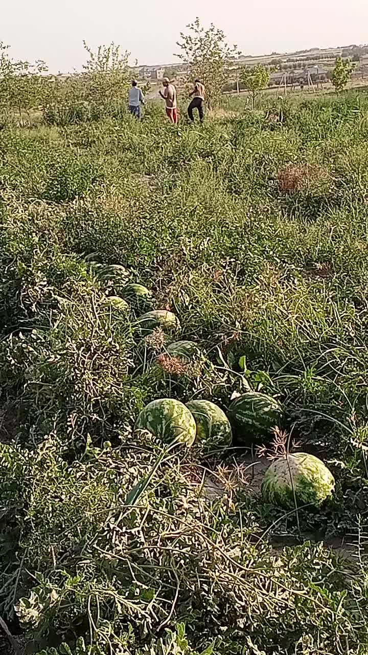 @telav