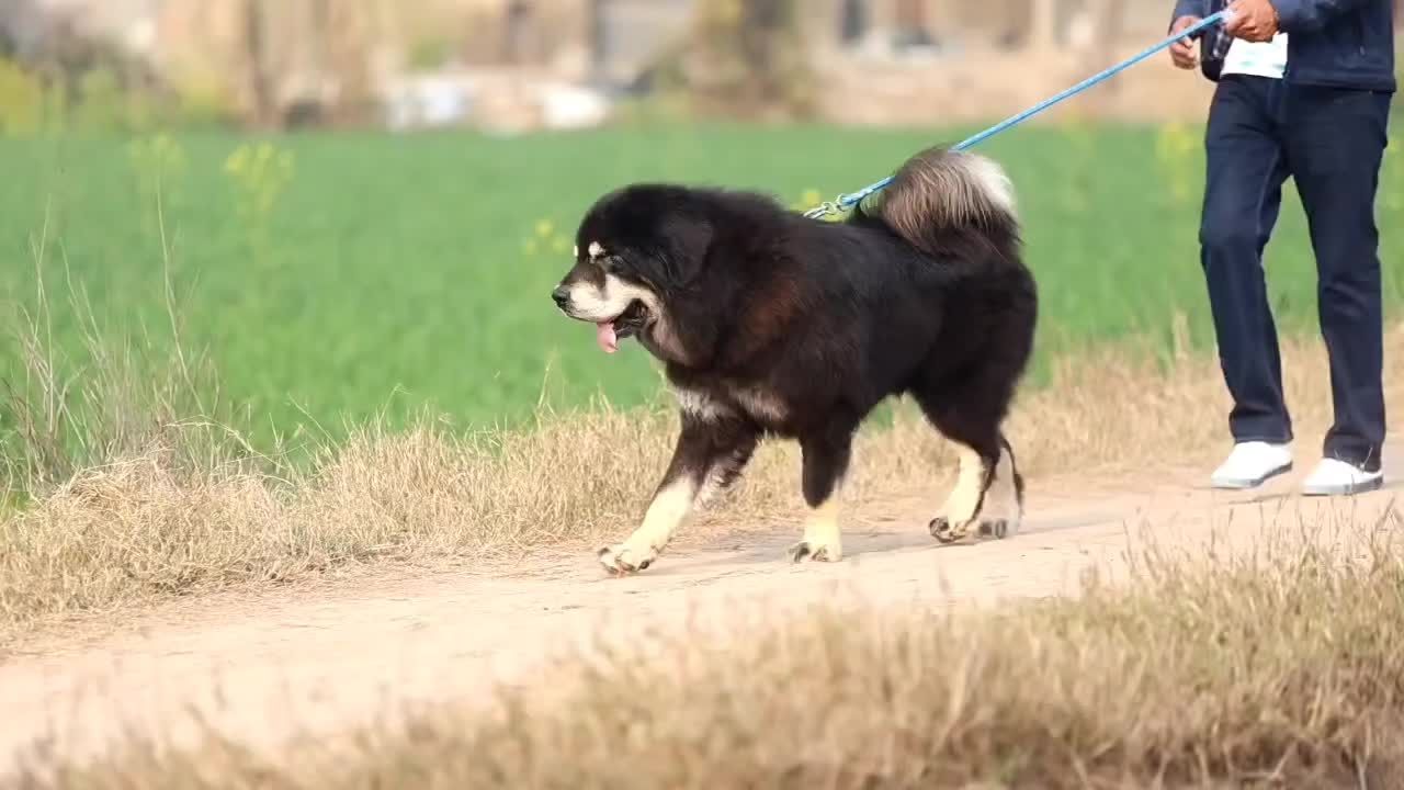 @Kashmiri_Bakrwal_Dog
