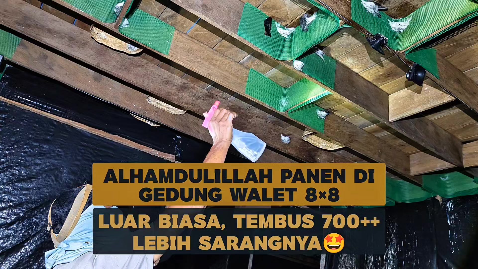 @Walet Rimba Kalimantan