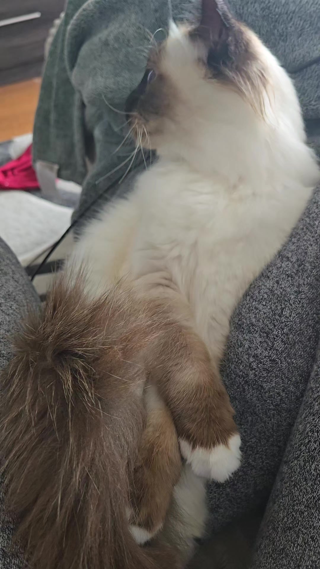 @L&eacute;o & Suki &hearts;️