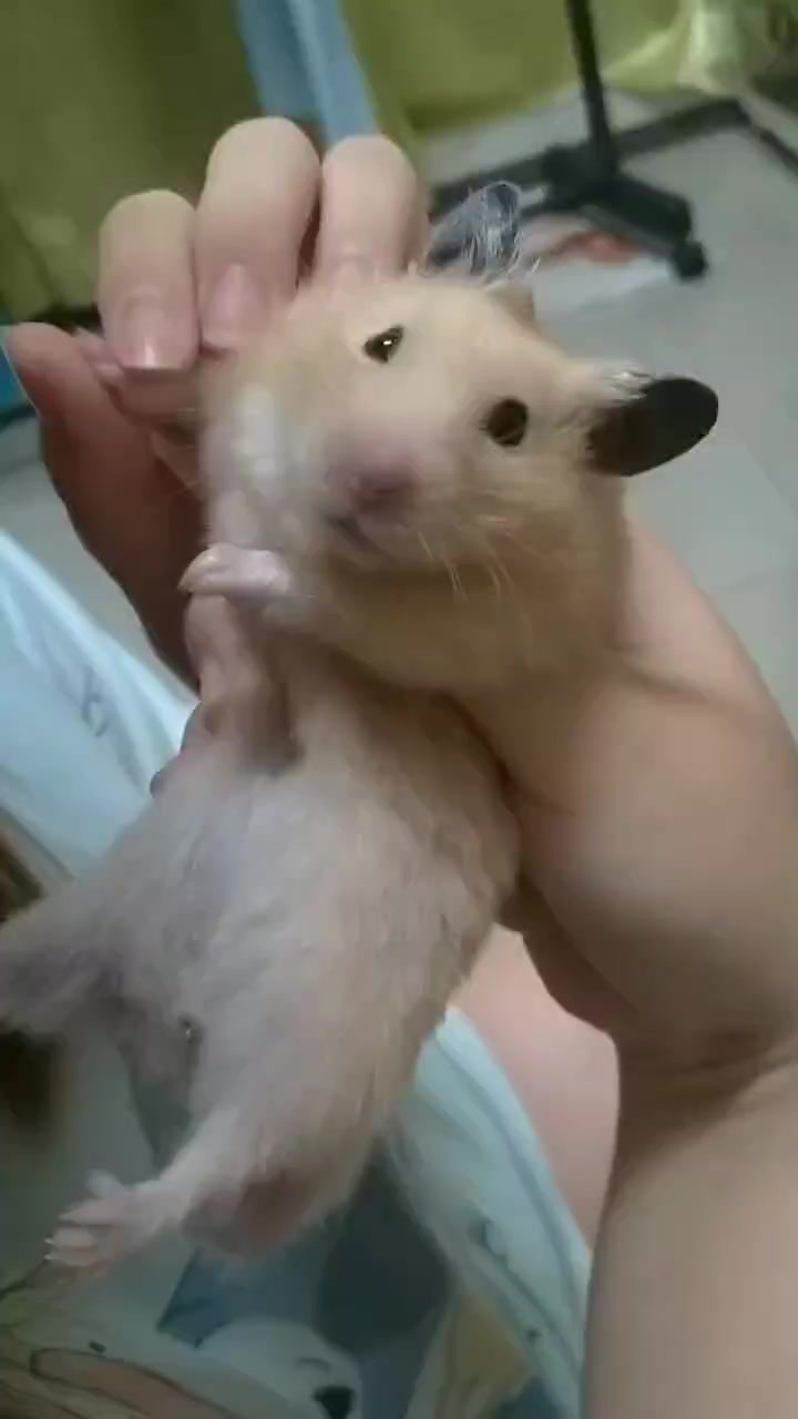 @鼠不盡的精彩