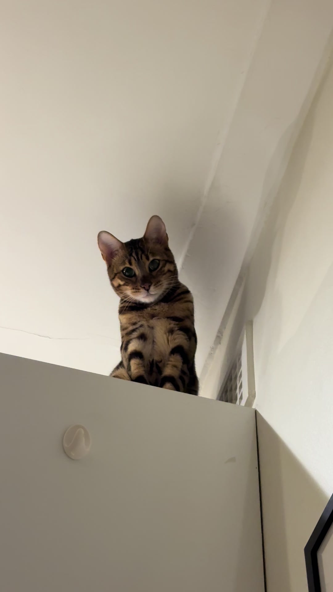 @mitmitcats