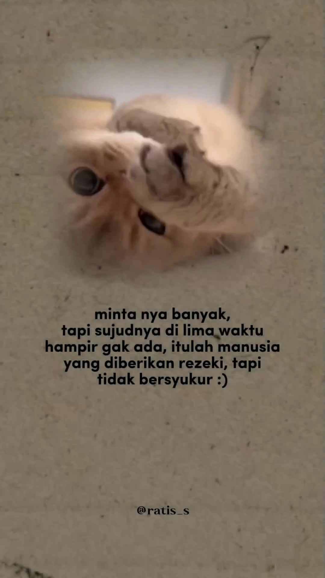 @ratsss