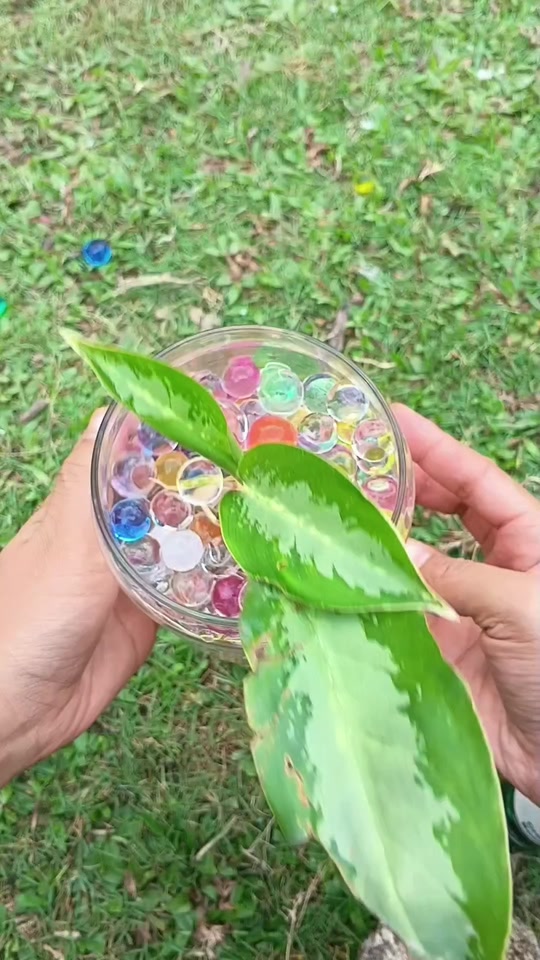 @susmawaati