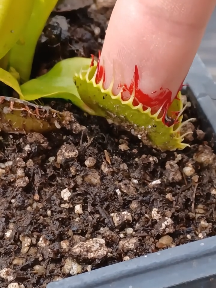 @Logs Plants