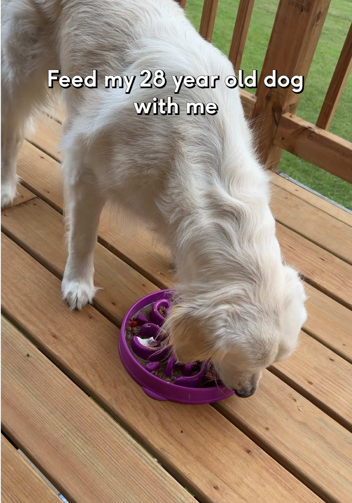 @Native Pet