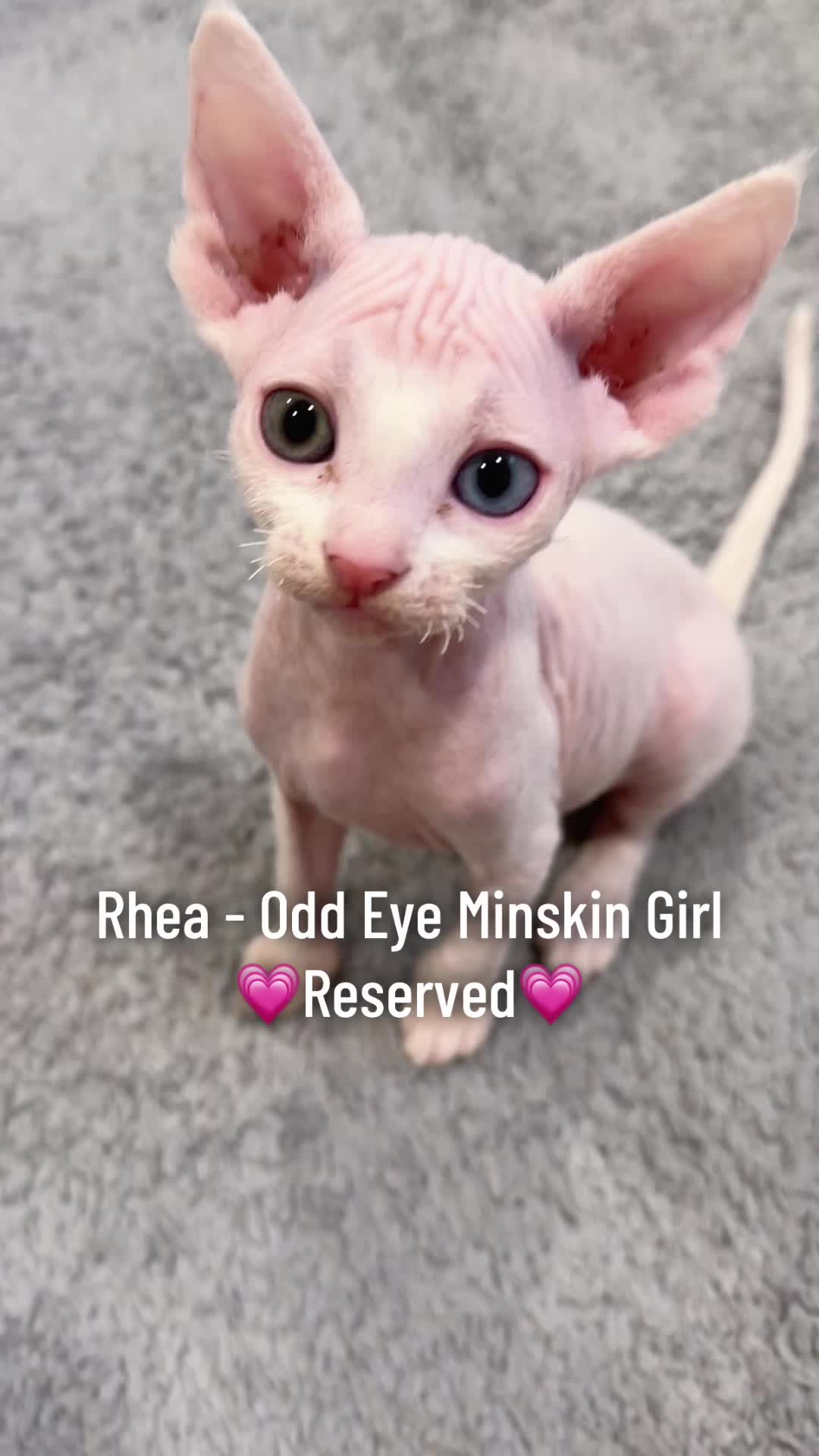 @Boba&rsquo;s Buds Minskin Cats
