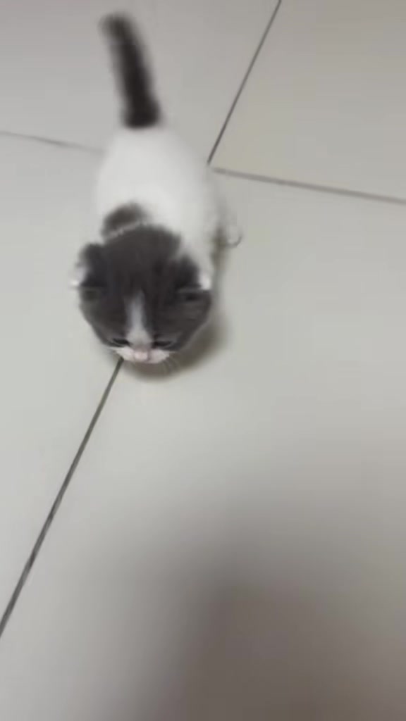 @catbosssss