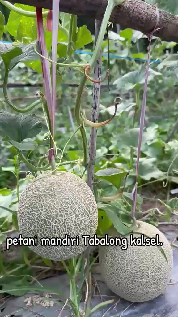 @SURYA TANI