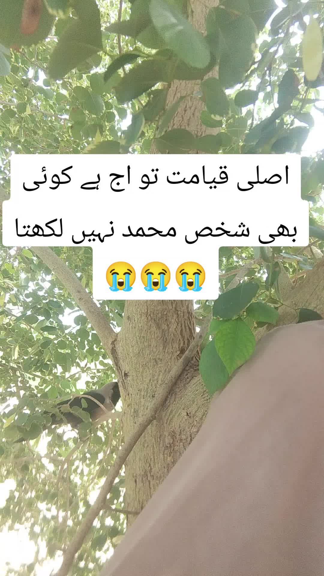 @<'پاگل' ہو >🦋