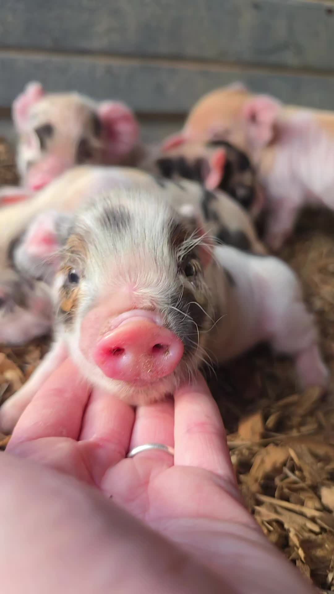 @Fairytale Farm