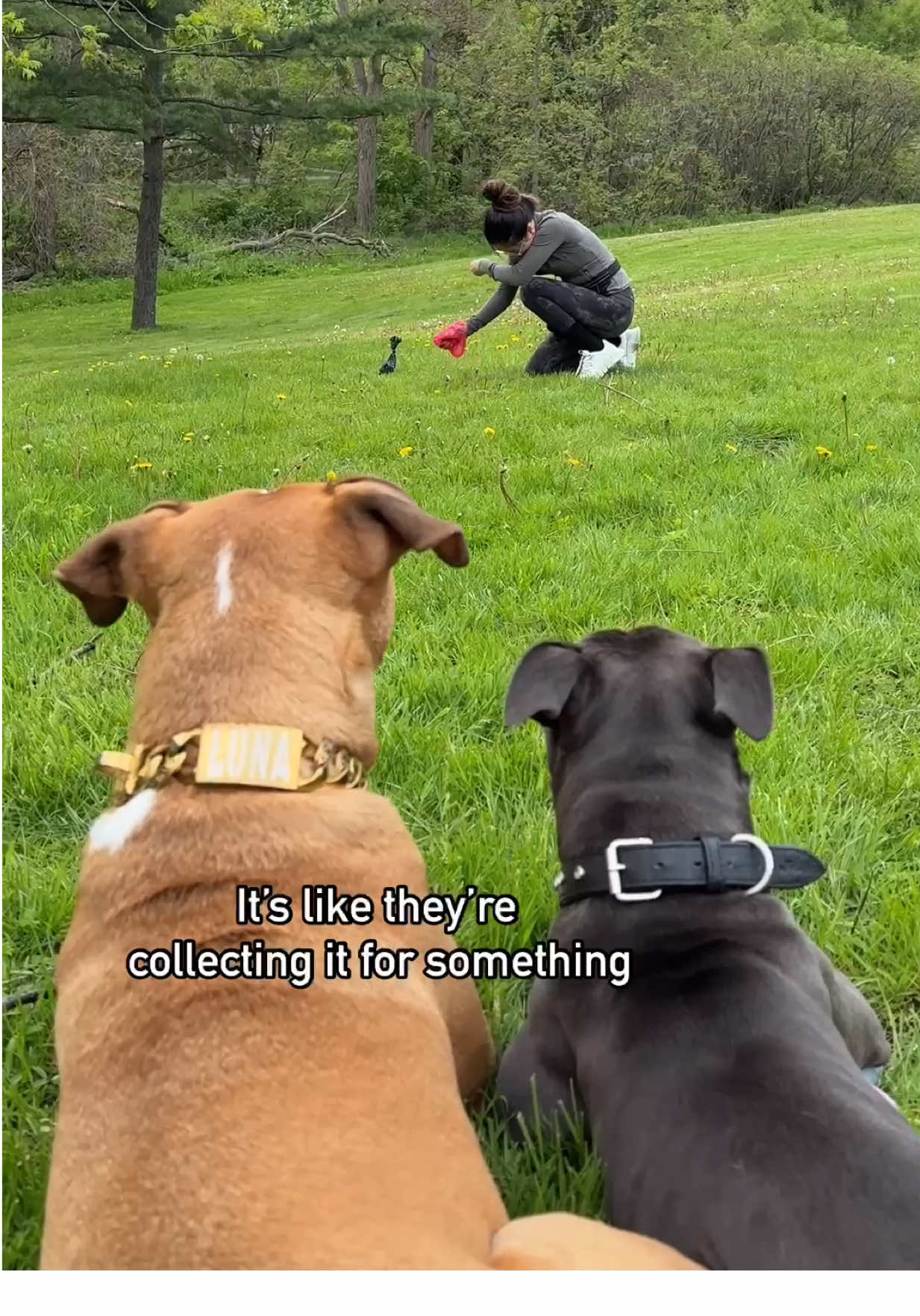 @Luna The Pittie